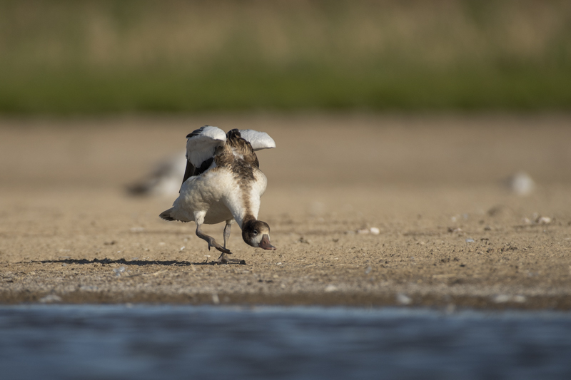 Photo Oiseaux Tadorne de Belon (Tadorna tadorna)