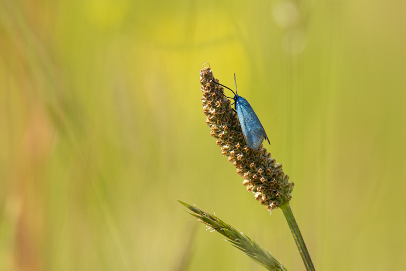 Photo Insectes Turquoise de la globulaire (Jordanita globulariae)