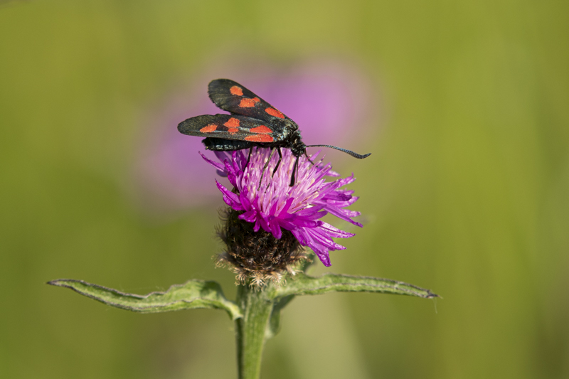 Photo Insectes  Zygène du trèfle (Zygaena trifolii)