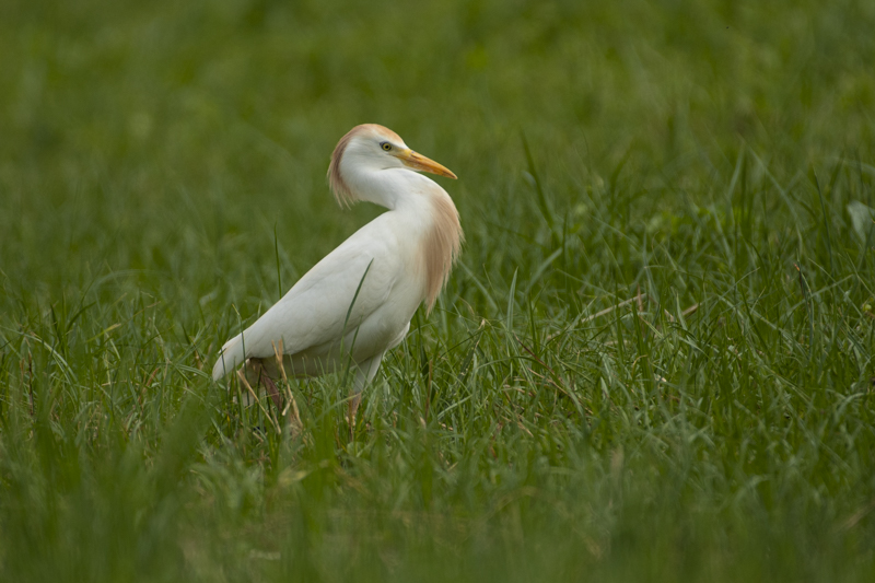 Photo Oiseaux Héron garde-boeufs (Bubulcus ibis)