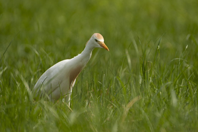 Photo Oiseaux Héron garde-boeufs (Bubulcus ibis)