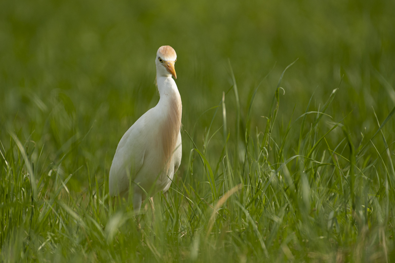Photo Oiseaux Héron garde-boeufs (Bubulcus ibis)