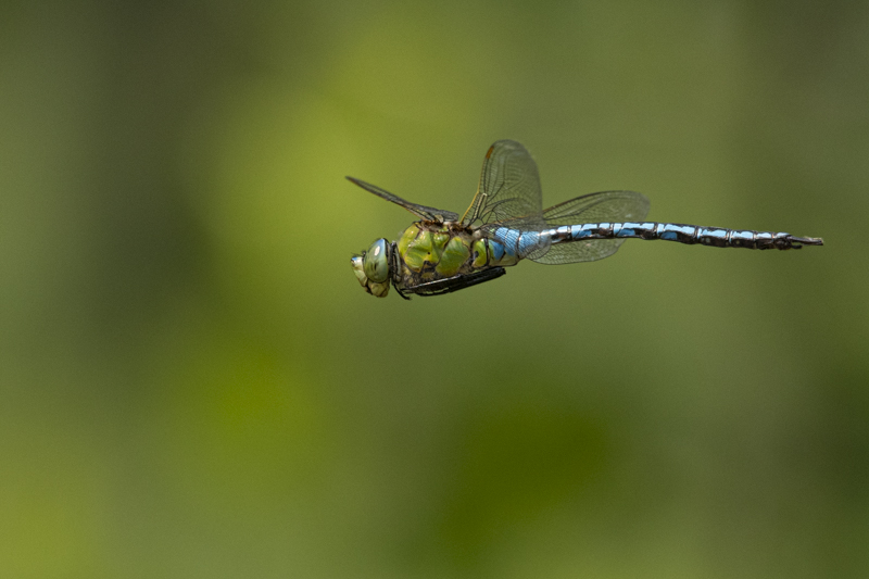 Photo Insectes Anax empereur (Anax imperator)