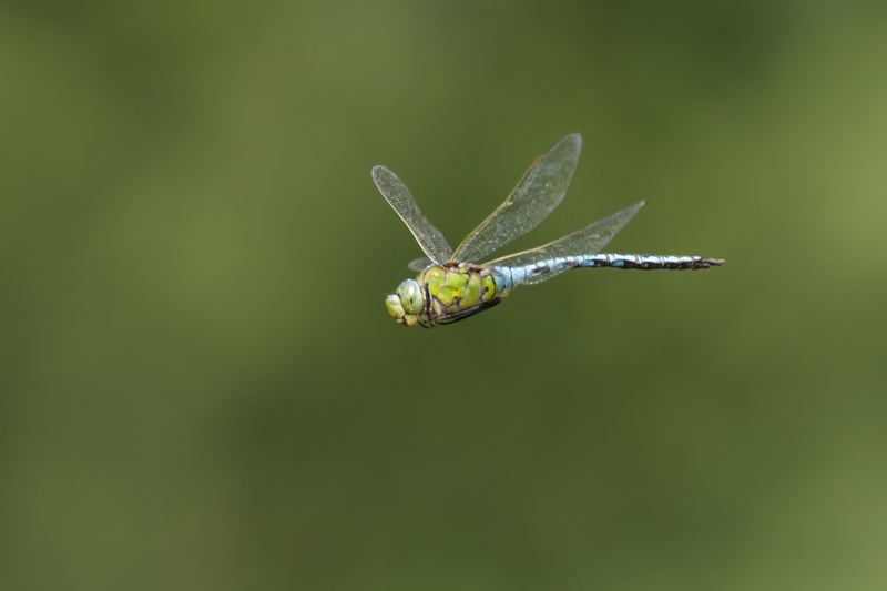 Photo Insectes Anax empereur (Anax imperator)