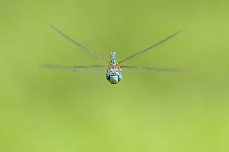 aeschna-affinis-vol-face.jpg Aeschne affine (Aeschna affinis)