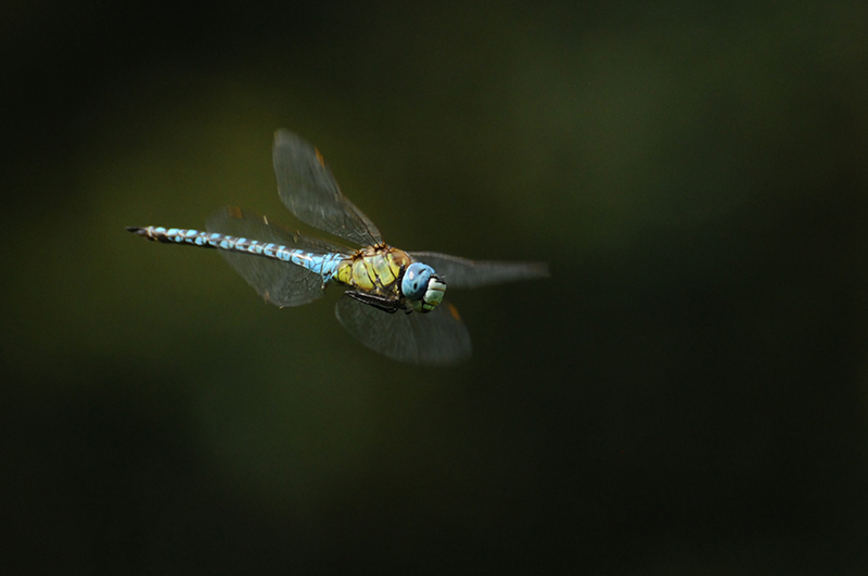 aeschna-affinis-vol-profil.jpg Aeschne affine (Aeschna affinis)
