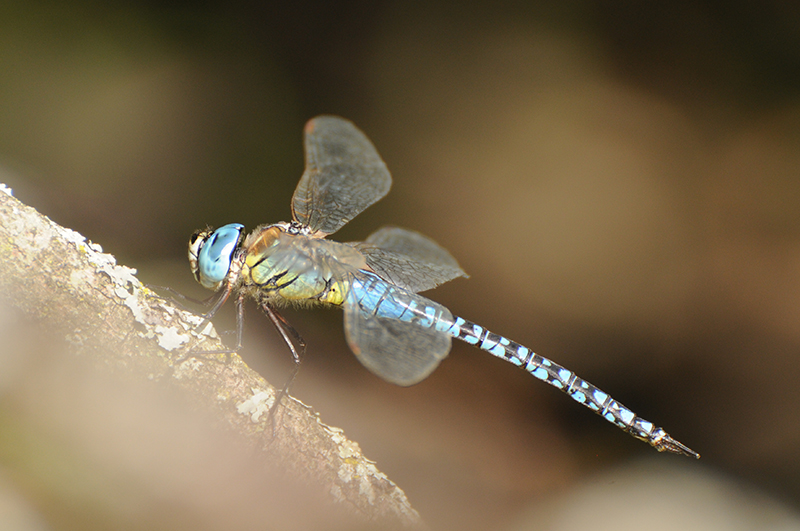 Photo Insectes Aeschne affine (Aeschna affinis)