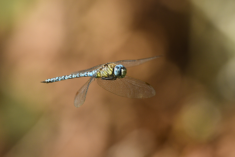 Photo Insectes Aeschne affine (Aeschna affinis)