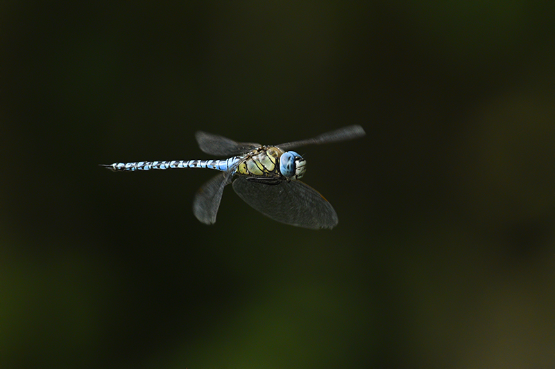 Photo Insectes Aeschne affine (Aeschna affinis)