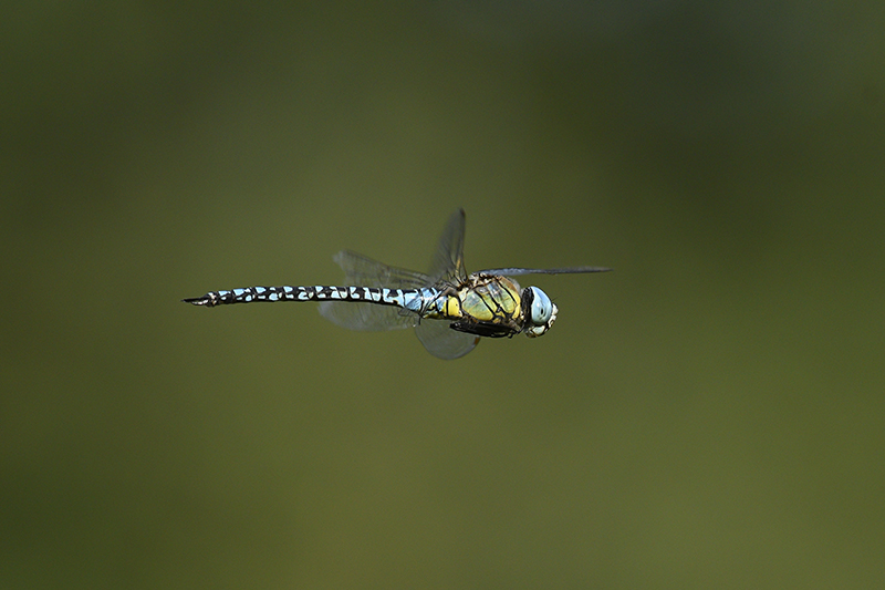 Photo Insectes Aeschne affine (Aeschna affinis)
