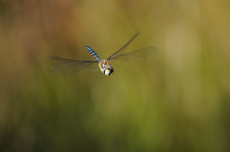 Photo Insectes Aeschne mixte (Aeschna mixta)