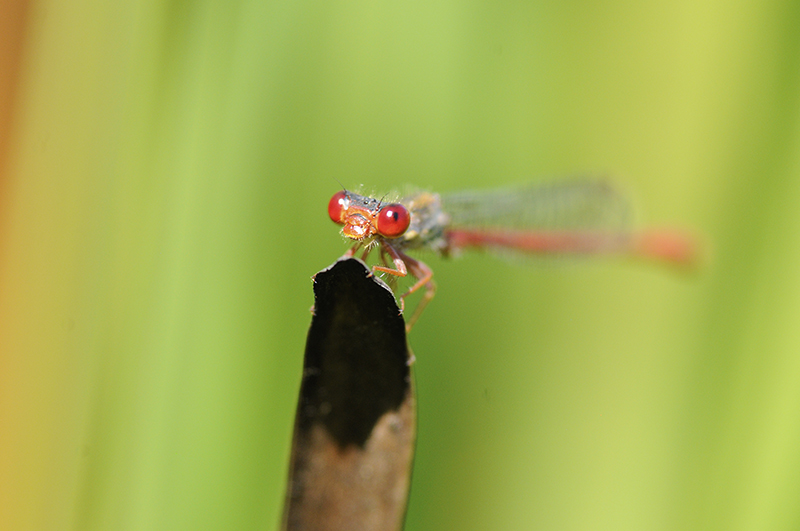 Photo Insectes Agrion délicat (Ceriagrion tenellum)