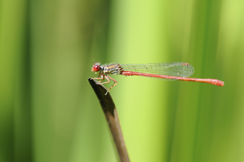Photo Insectes Agrion délicat (Ceriagrion tenellum)