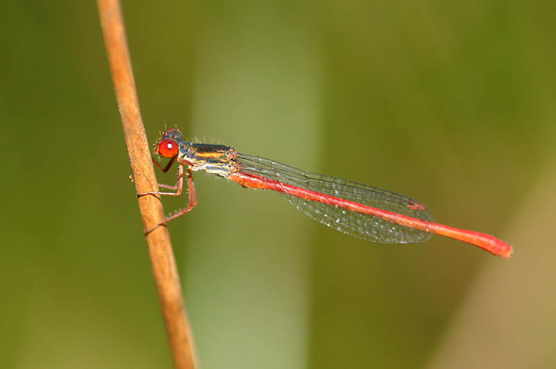 Photo Insectes Agrion délicat (Ceriagrion tenellum)