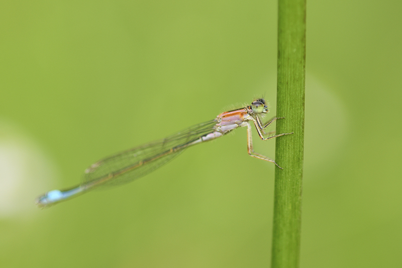 Photo Insectes Agrion élégant (Ischnura elegans)