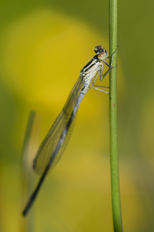 Photo Insectes agrion jouvencelle (Coenagrion puella)