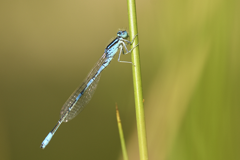 Photo Insectes Agrion mignon (Coenagrion scitulum)