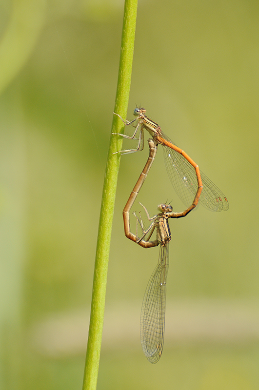 Photo Insectes Agrion orangé (Platycnemis acutipennis)