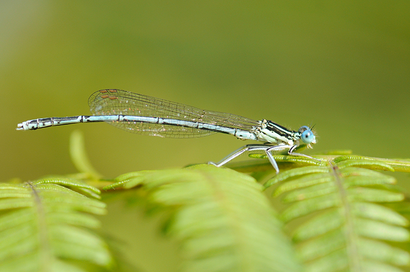Photo Insectes agrion à larges pattes (Platycnemis pennipes)