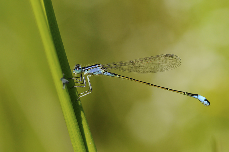 Photo Insectes Agrion élégant (Ischnura elegans)