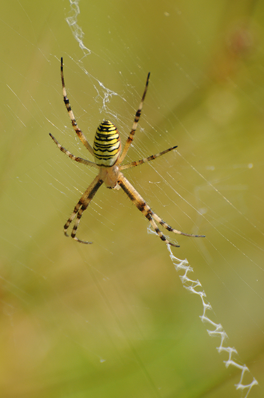 Photo Araignées Argiope frelon (Argiope bruennichi)