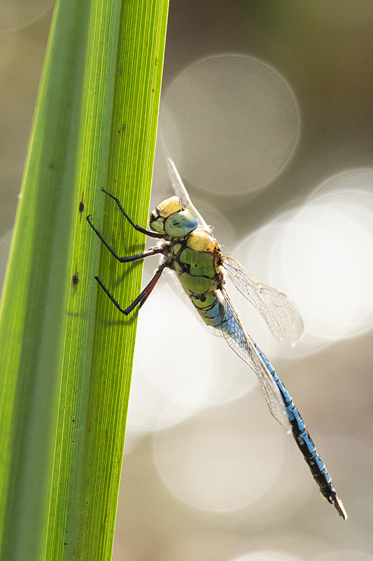 Photo Insectes Anax empereur (Anax imperator)