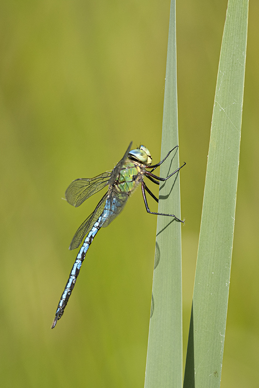 Photo Insectes Anax empereur (Anax imperator)