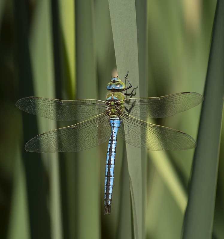 Photo Insectes Anax empereur (Anax imperator)