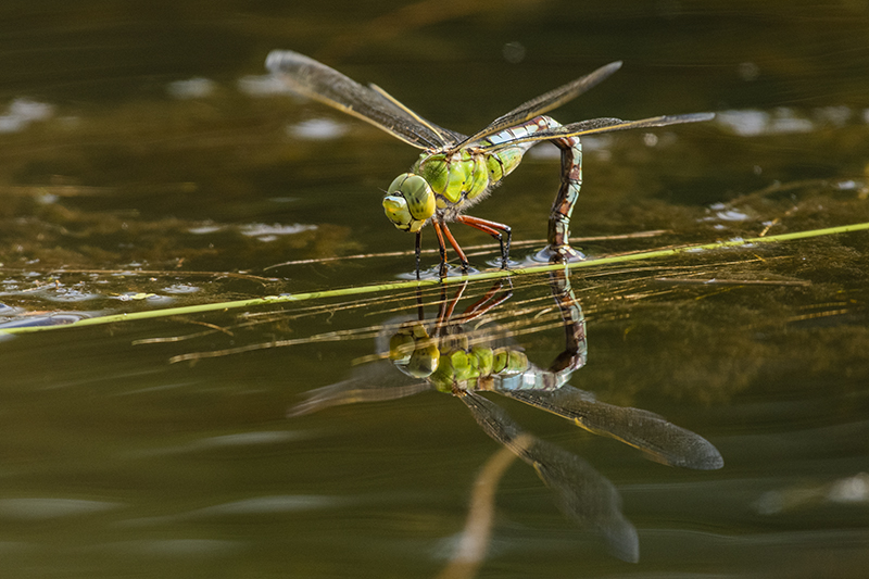 Photo Insectes Anax empereur (Anax imperator)