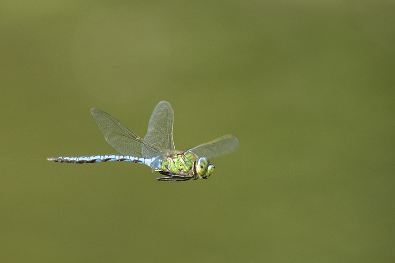 Photo Insectes Anax empereur (Anax imperator)
