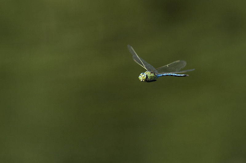 Photo Insectes Anax empereur (Anax imperator)