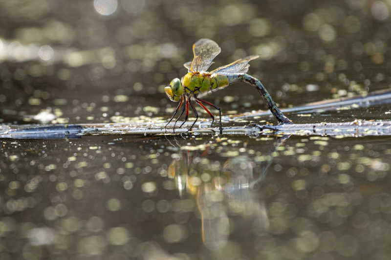 Photo Insectes Anax empereur (Anax imperator)