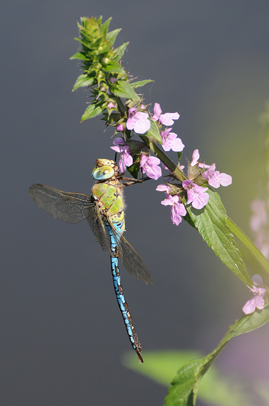 Photo Insectes Anax empereur (Anax imperator)