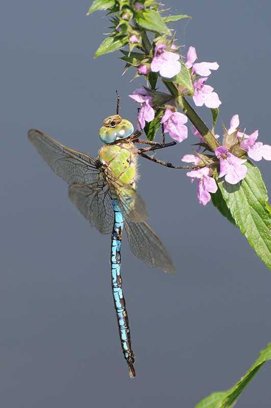 Photo Insectes Anax empereur (Anax imperator)