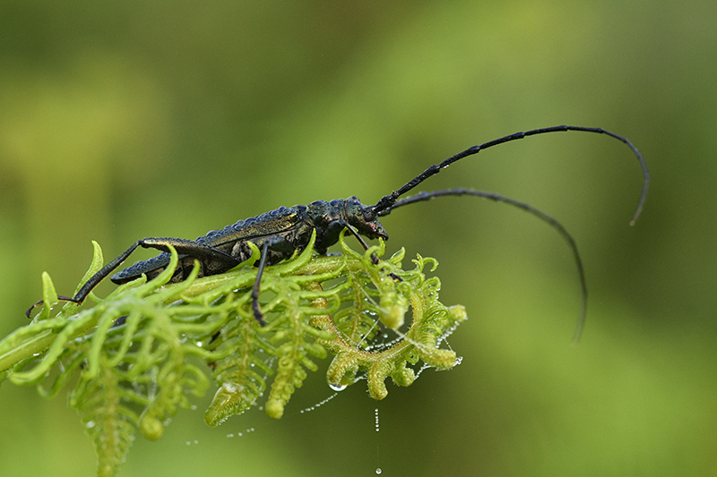 Photo Insectes Aromie musquée (Aromia moschata)