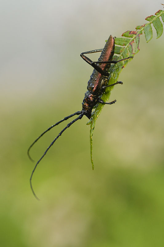 Photo Insectes Aromie musquée (Aromia moschata)