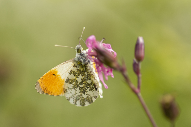 Photo Insectes Aurore (anthocaris cardamines) 