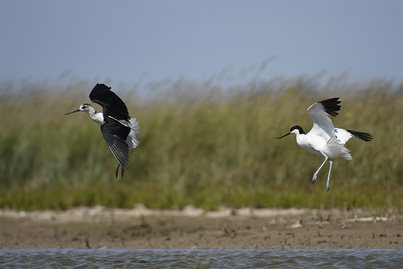 Photo Oiseaux avocette elegante (Recurvirostra avosetta), Echasse Blanche (Himantopus himantopus)