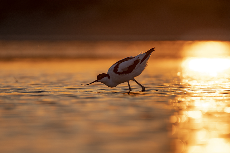Photo Oiseaux avocette elegante (Recurvirostra avosetta)