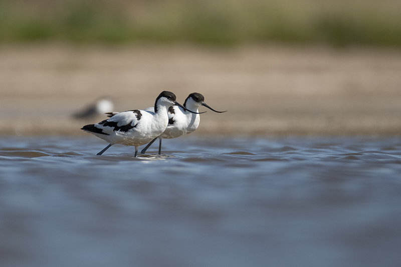 Photo Oiseaux avocette elegante (Recurvirostra avosetta)