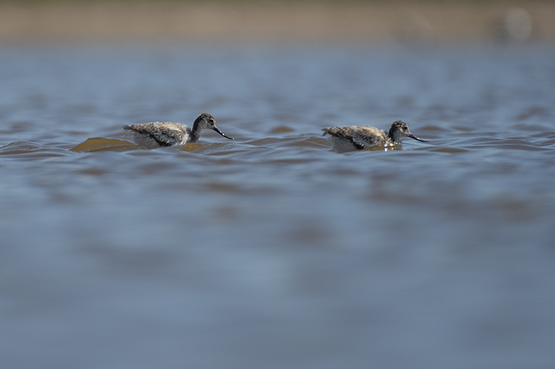 Photo Oiseaux avocette elegante (Recurvirostra avosetta)