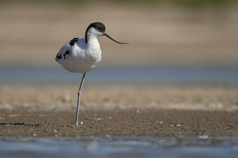 Photo Oiseaux avocette elegante (Recurvirostra avosetta)