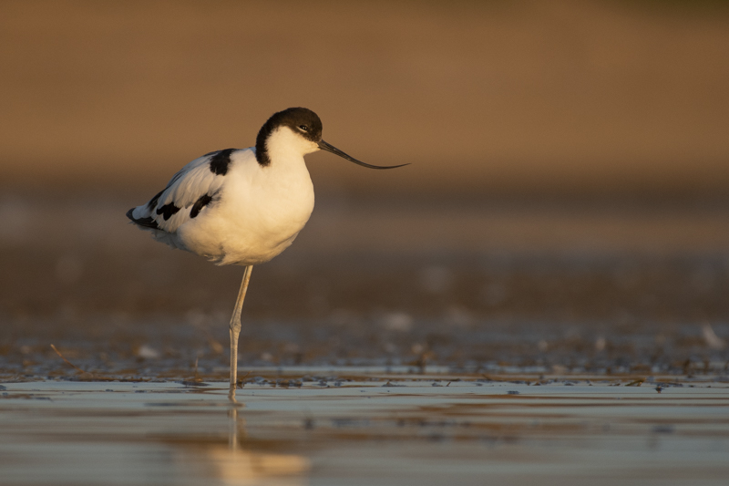 Photo Oiseaux avocette elegante (Recurvirostra avosetta)