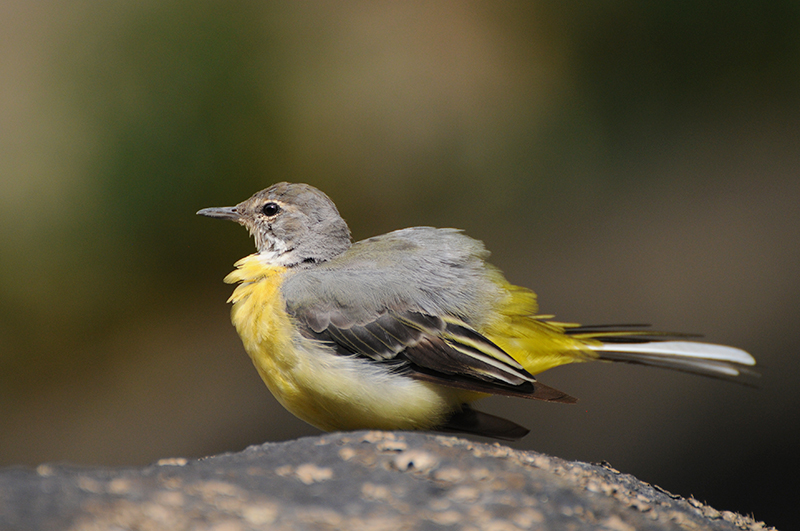 Photo Oiseaux Bergeronnette des ruisseaux (Motacilla cinerea)