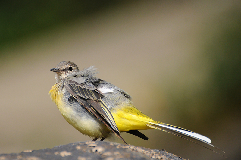Photo Oiseaux Bergeronnette des ruisseaux (Motacilla cinerea)