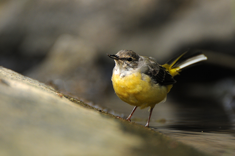 Photo Oiseaux Bergeronnette des ruisseaux (Motacilla cinerea)