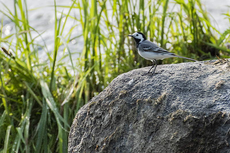 Photo Oiseaux Bergeronnette grise (Motacilla alha)