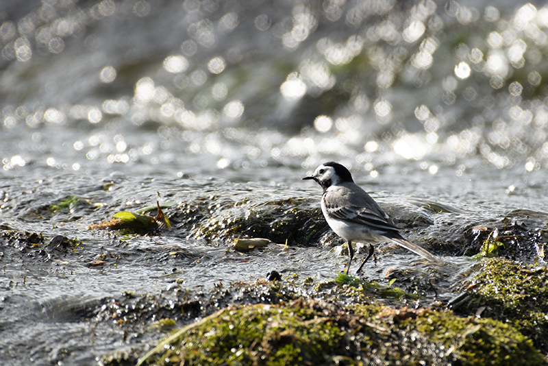 Photo Oiseaux Bergeronnette grise (Motacilla alha)