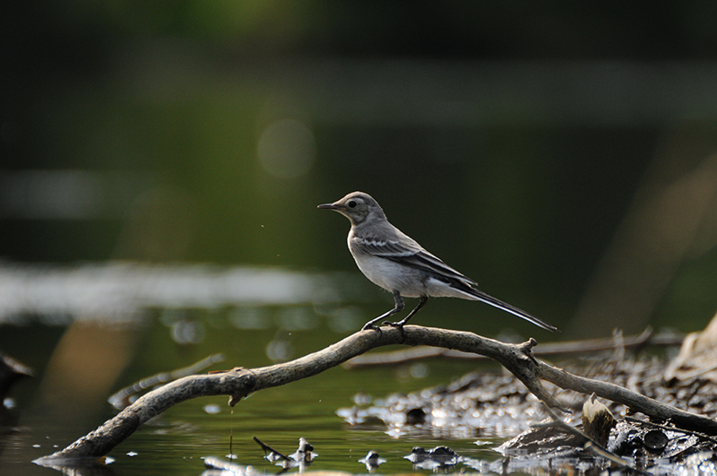 Photo Oiseaux Bergeronnette grise (Motacilla alba)