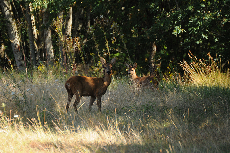 Photo Mammifères Chevreuil (Capreolus capreolus)